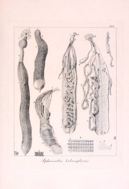 Hayvan Illustration. Retro görüntü