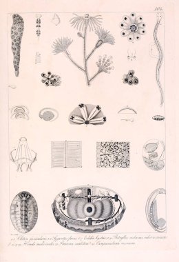 Hayvan Illustration. Retro görüntü