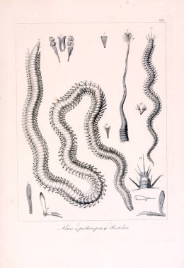 Hayvan Illustration. Retro görüntü