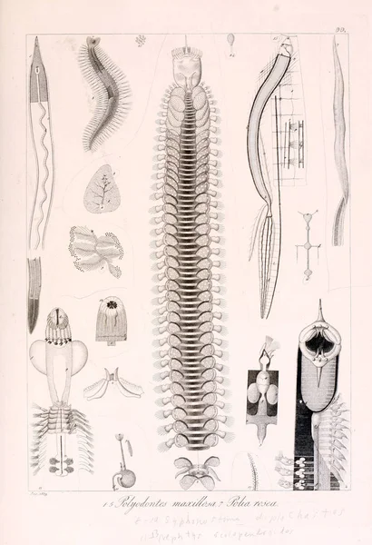 Tierdarstellung Retro Image — Stockfoto