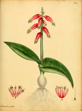 Plant.old resim çizimi