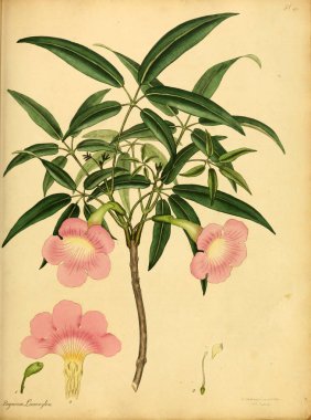 Plant.old resim çizimi