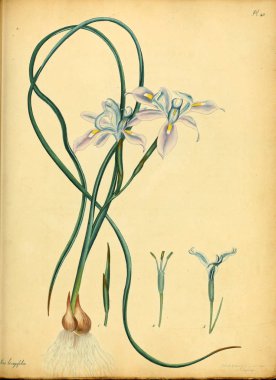 Plant.old resim çizimi