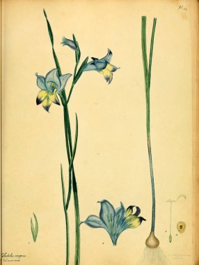 Plant.old resim çizimi