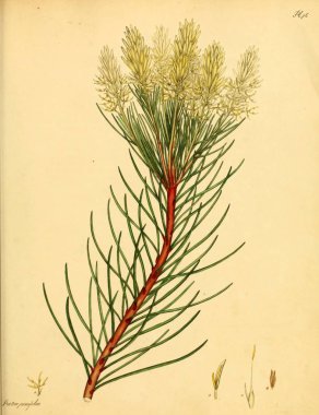 Plant.old resim çizimi