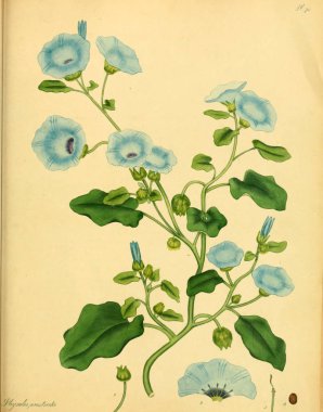 Plant.old resim çizimi