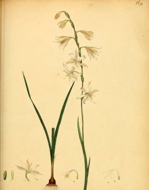 Plant.old resim çizimi