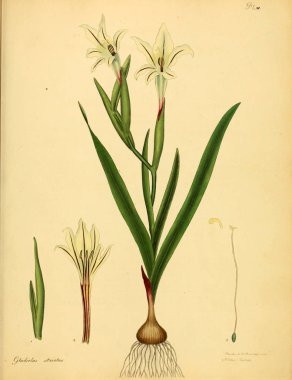 Plant.old resim çizimi