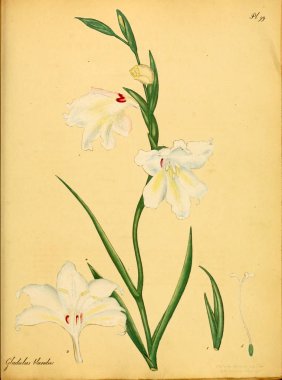 Plant.old resim çizimi