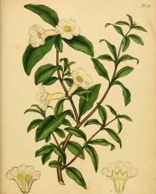 Plant.old resim çizimi