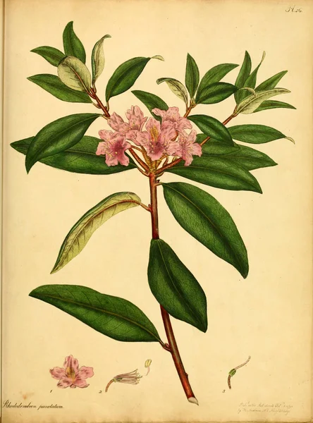 Illustration Plant Old Bilden — Stockfoto