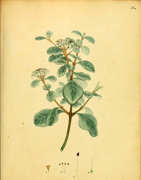 Illustration Plant Old Bilden — Stockfoto