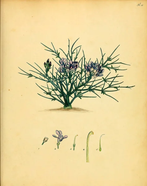 Illustrazione Della Vecchia Immagine Plant Old — Foto Stock