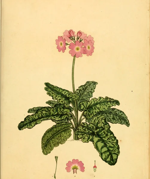 Illustrazione Della Vecchia Immagine Plant Old — Foto Stock