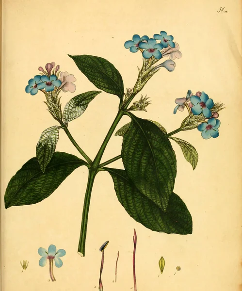 Illustrazione Della Vecchia Immagine Plant Old — Foto Stock