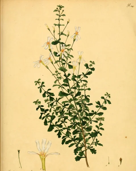 Plant Old Kép Illusztráció — Stock Fotó