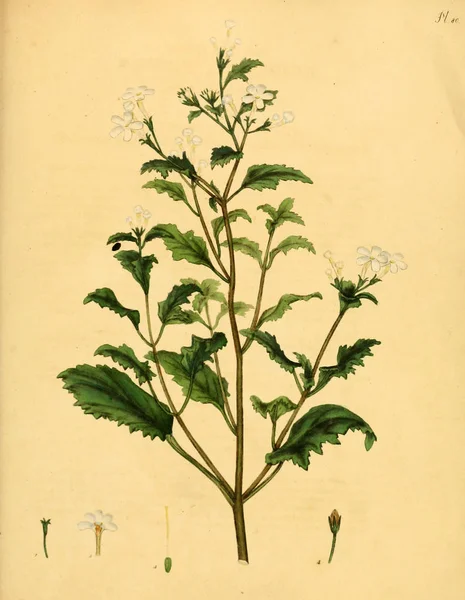 Illustrazione Della Vecchia Immagine Plant Old — Foto Stock