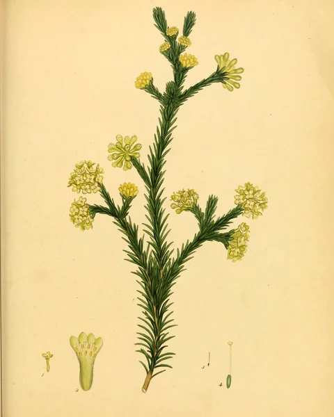 Illustration Plant Old Bilden — Stockfoto