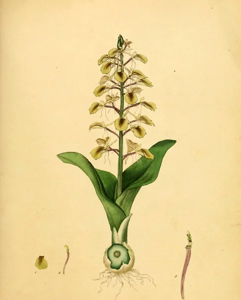 Abbildung Der Pflanze Altes Bild — Stockfoto