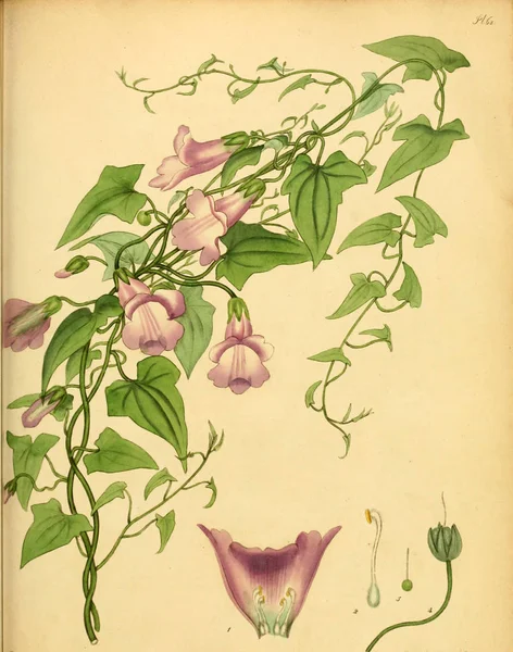 Illustrazione Della Vecchia Immagine Plant Old — Foto Stock