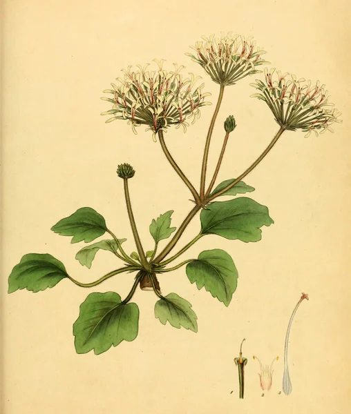 Illustrazione Della Vecchia Immagine Plant Old — Foto Stock