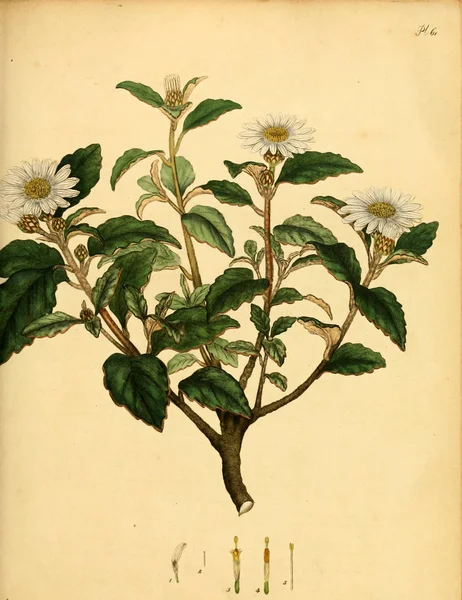 Illustrazione Della Vecchia Immagine Plant Old — Foto Stock