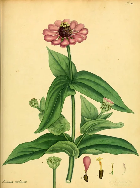 Illustrazione Della Vecchia Immagine Plant Old — Foto Stock