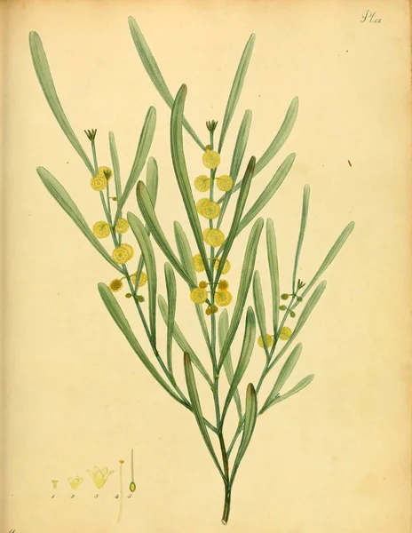 Illustration Plant Old Bilden — Stockfoto