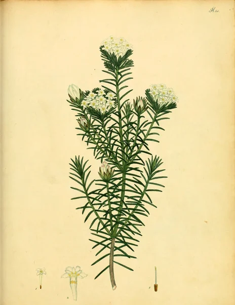 Illustrazione Della Vecchia Immagine Plant Old — Foto Stock