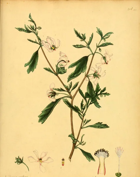 Illustrazione Della Vecchia Immagine Plant Old — Foto Stock