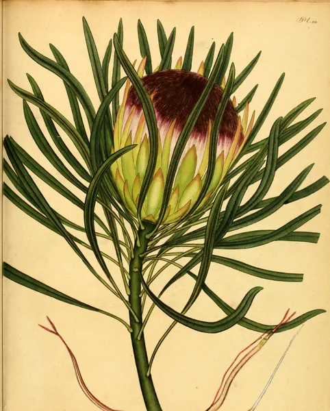 Illustration Image Plant Old — Photo