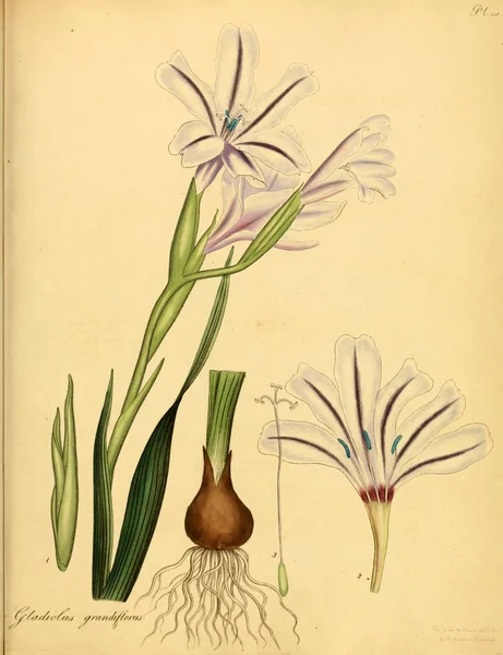 Illustration Plant Old Bilden — Stockfoto