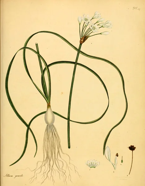 Illustrazione Della Vecchia Immagine Plant Old — Foto Stock