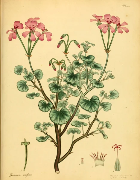 Illustration Plant Old Bilden — Stockfoto