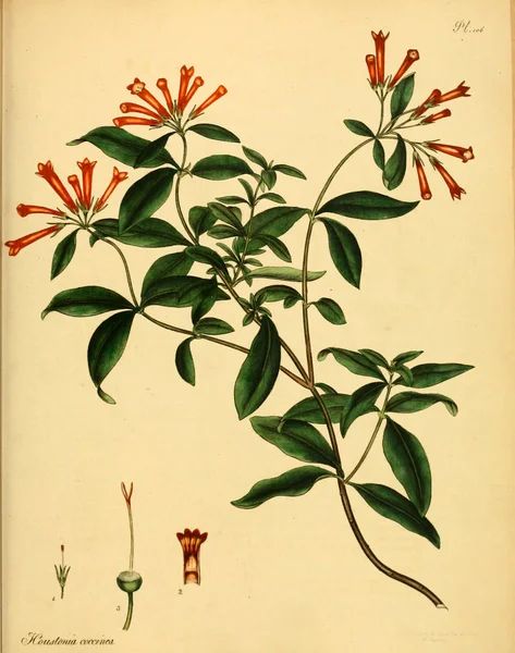 Illustrazione Della Vecchia Immagine Plant Old — Foto Stock