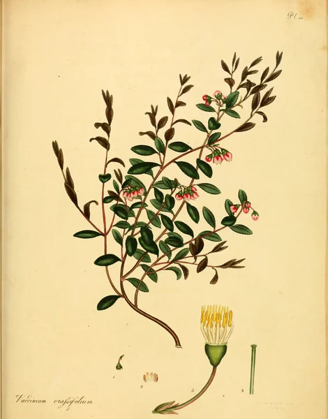 Plant Old Kép Illusztráció — Stock Fotó