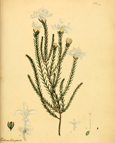 Illustration Plant Old Bilden — Stockfoto