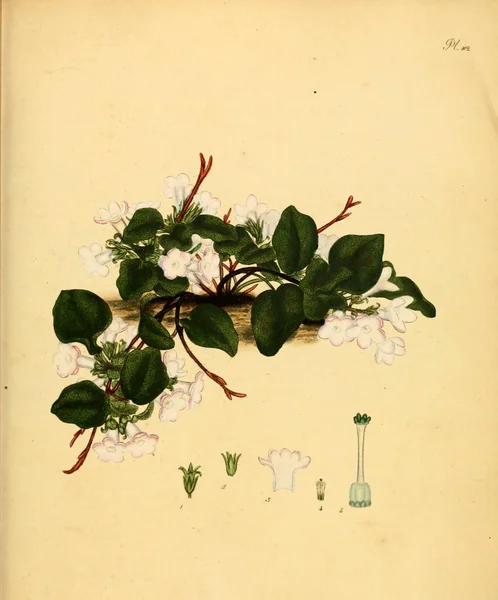 Illustrazione Della Vecchia Immagine Plant Old — Foto Stock