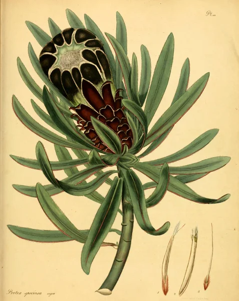 Illustrazione Della Vecchia Immagine Plant Old — Foto Stock