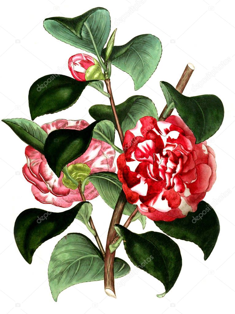 Illustration of the plant.old image