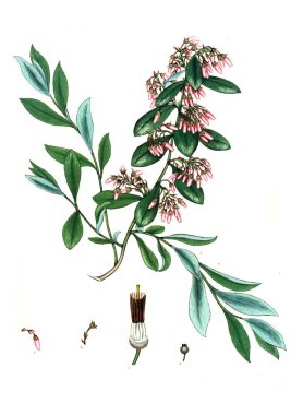 Plant.old resim çizimi