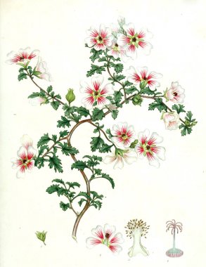 Plant.old resim çizimi