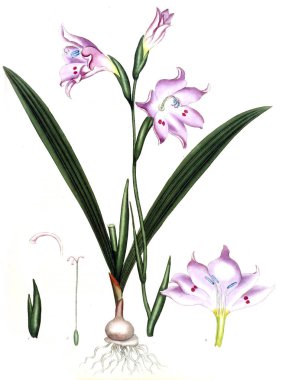 Plant.old resim çizimi