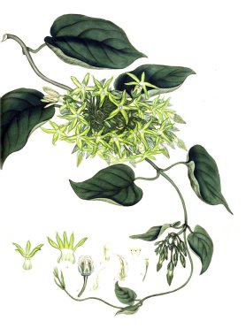 Plant.old resim çizimi