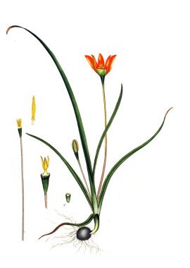 Plant.old resim çizimi