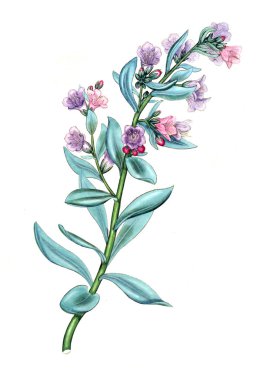 Plant.old resim çizimi