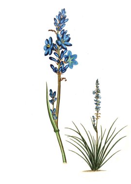 Plant.old resim çizimi