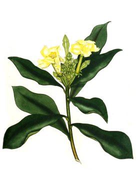 Plant.old resim çizimi