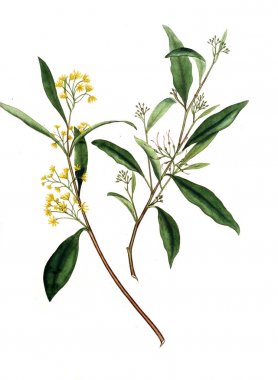 Plant.old resim çizimi