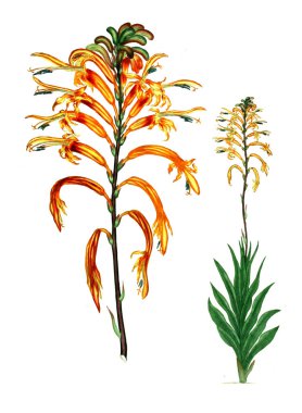 Plant.old resim çizimi